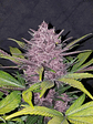 BLACKBERRY AUTO X3-FAST BUDS - Miniatura 3