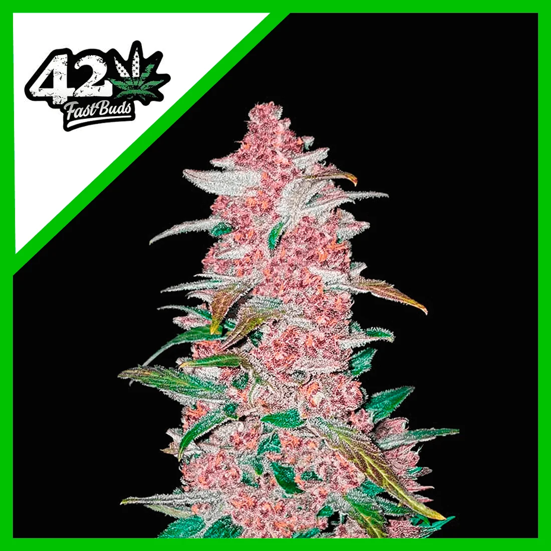 Blackberry Auto -Fast Buds (X5/X3/X1) 1