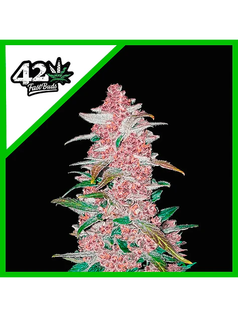 Blackberry Auto -Fast Buds (X5/X3/X1) 1