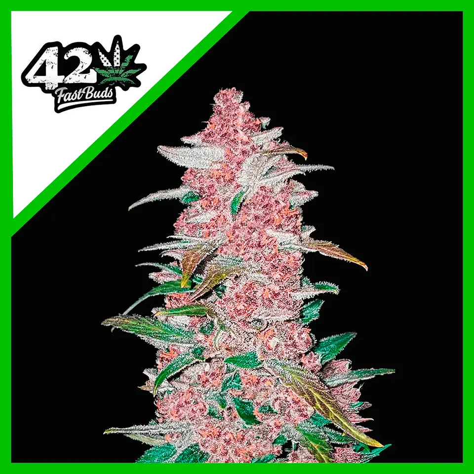 Blackberry Auto -Fast Buds (X5/X3/X1) 1