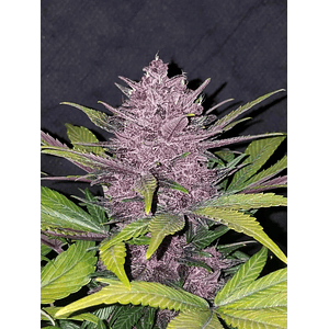 Blackberry Auto X5-Fast Buds