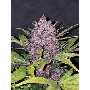 BLACKBERRY AUTO X5-FAST BUDS