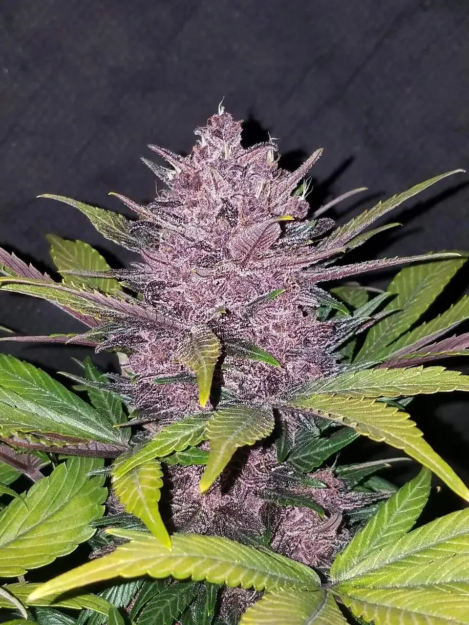 Blackberry Auto -Fast Buds (X5/X3/X1) 2