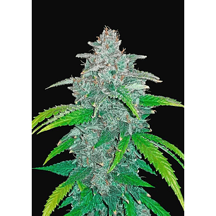 BLUE DREAM AUTO X1-FAST BUDS