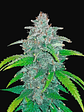 BLUE DREAM AUTO X1-FAST BUDS - Miniatura 1