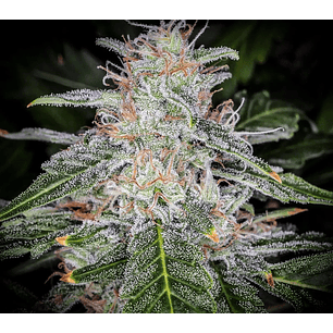 BLUE DREAM AUTO X1-FAST BUDS