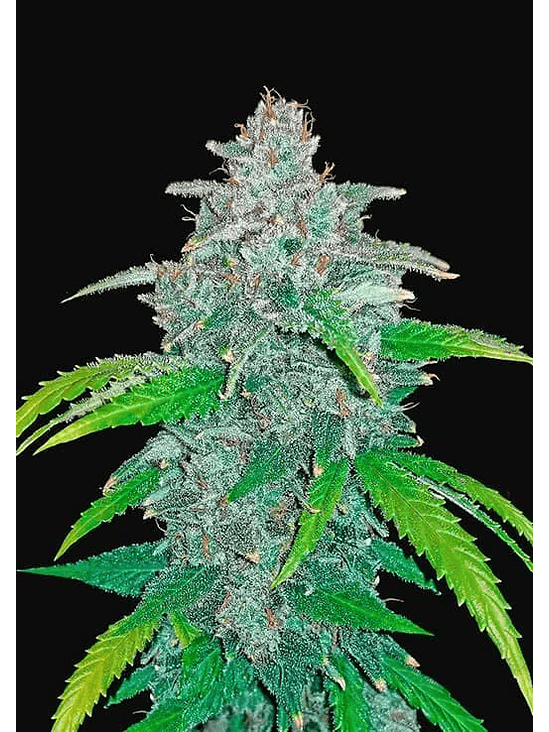 BLUE DREAM AUTO X3-FAST BUDS 1