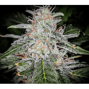 BLUE DREAM AUTO X3-FAST BUDS