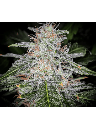 BLUE DREAM AUTO X3-FAST BUDS 2