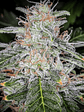 BLUE DREAM AUTO X3-FAST BUDS - Miniatura 2