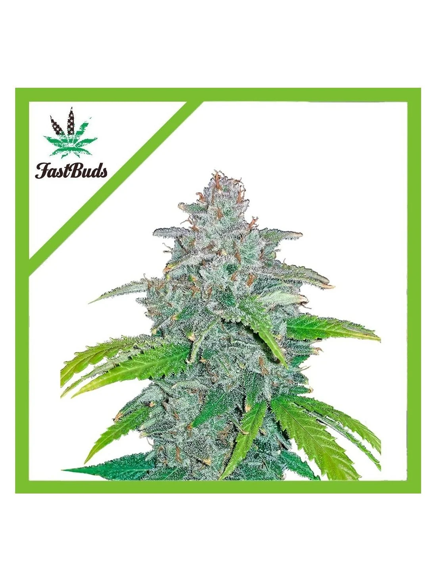 Blue Dream Auto -Fast Buds (X5/X3/X1) 1