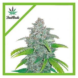 BLUE DREAM AUTO X5-FAST BUDS