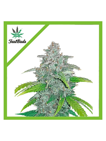 BLUE DREAM AUTO X5-FAST BUDS 1