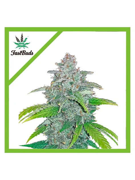 Blue Dream Auto -Fast Buds (X5/X3/X1) 1