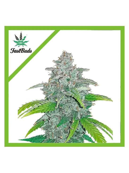 BLUE DREAM AUTO X5-FAST BUDS 1