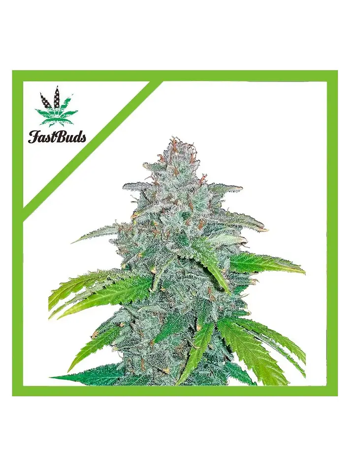 Blue Dream Auto -Fast Buds (X5/X3/X1) 1