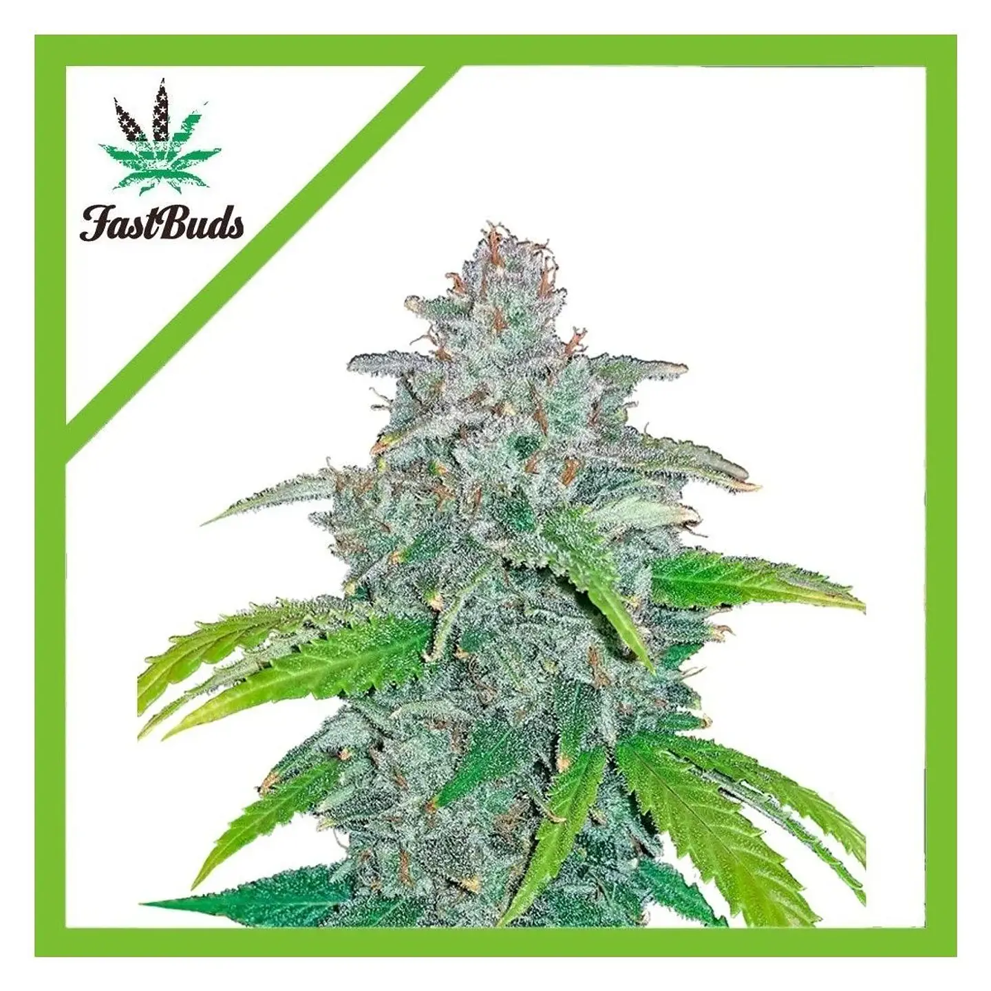 Blue Dream Auto -Fast Buds (X5/X3/X1) 1