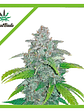Blue Dream Auto (X1 / X3 / X5)-Fast Buds - Miniatura 1