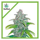 Blue Dream Auto -Fast Buds (X5/X3/X1) - Miniatura 1