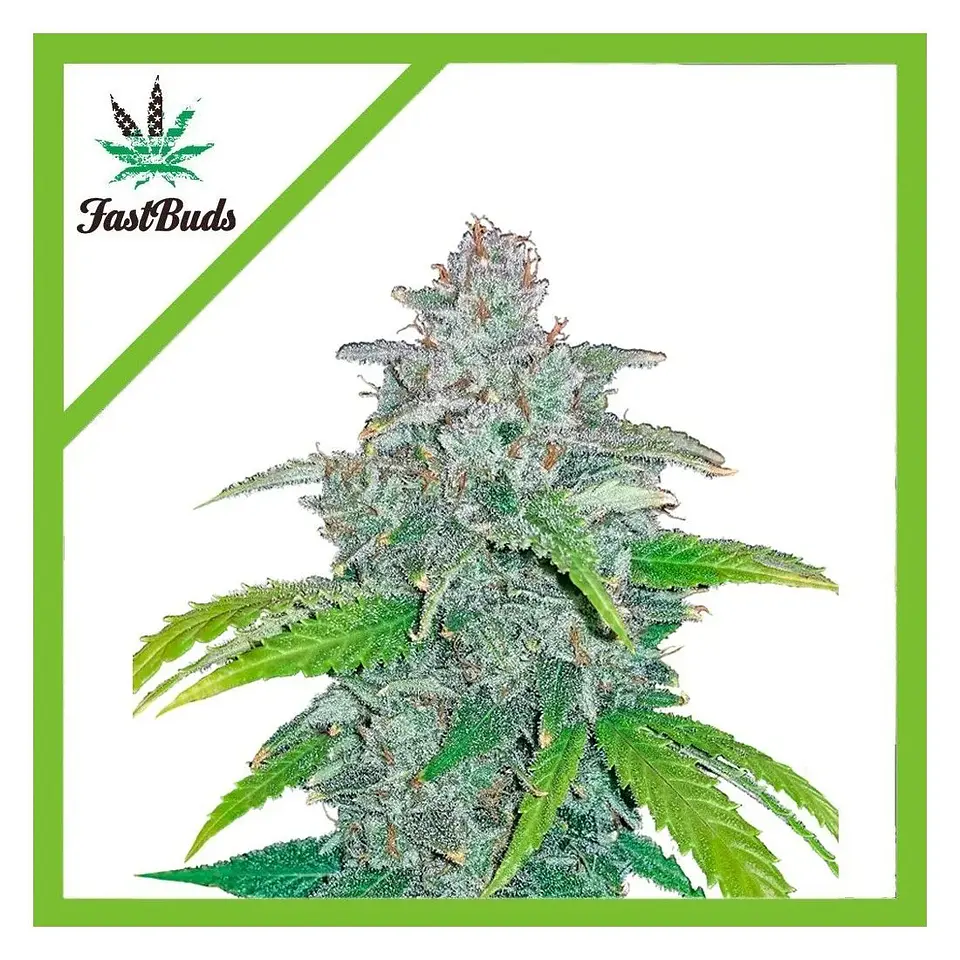 Blue Dream Auto -Fast Buds (X5/X3/X1) 1