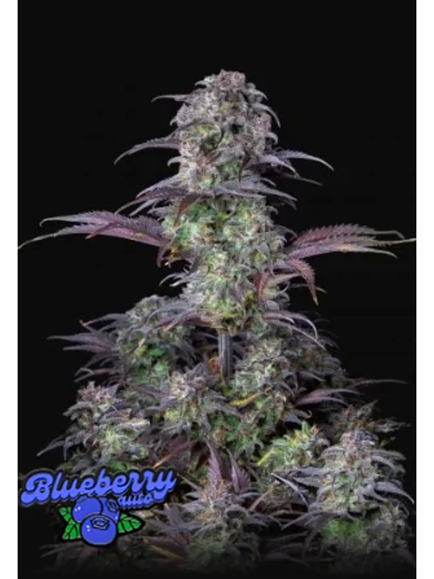 Original Blueberry Auto 3+2-Fast Buds 1