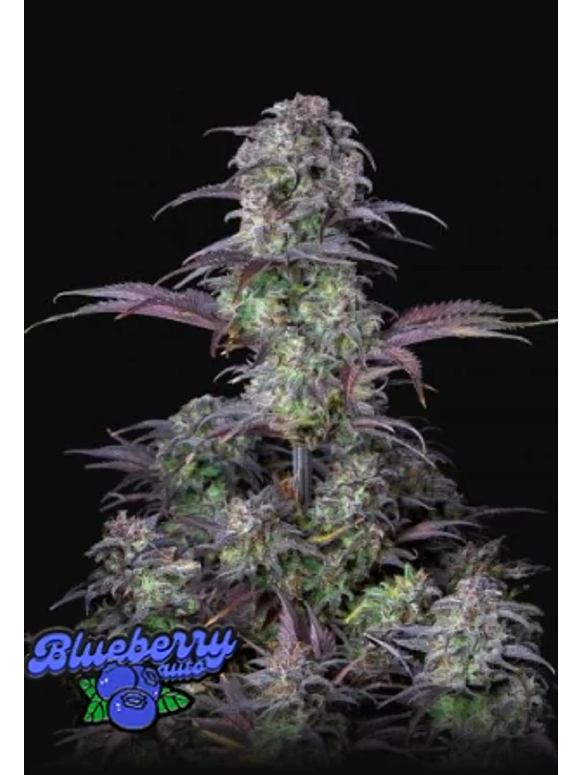 Original Blueberry Auto 3+2-Fast Buds 1