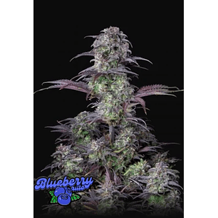 ORIGINAL BLUEBERRY AUTO 3+2-FAST BUDS