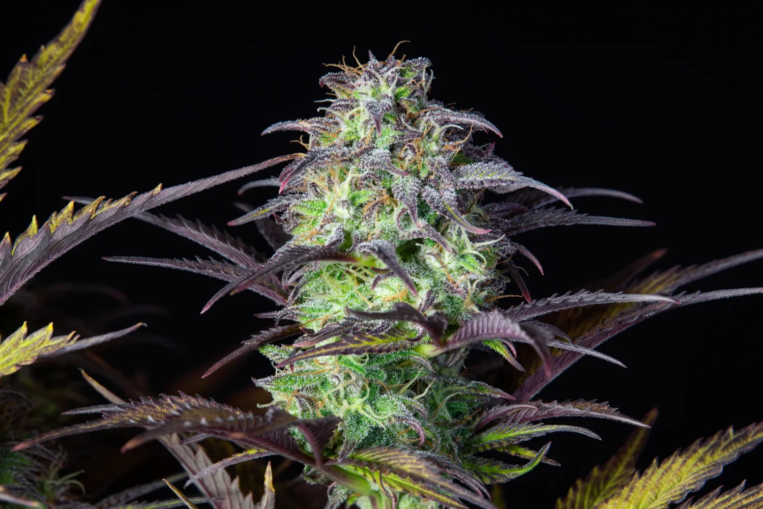 Original Blueberry Auto X1-Fast Buds 1
