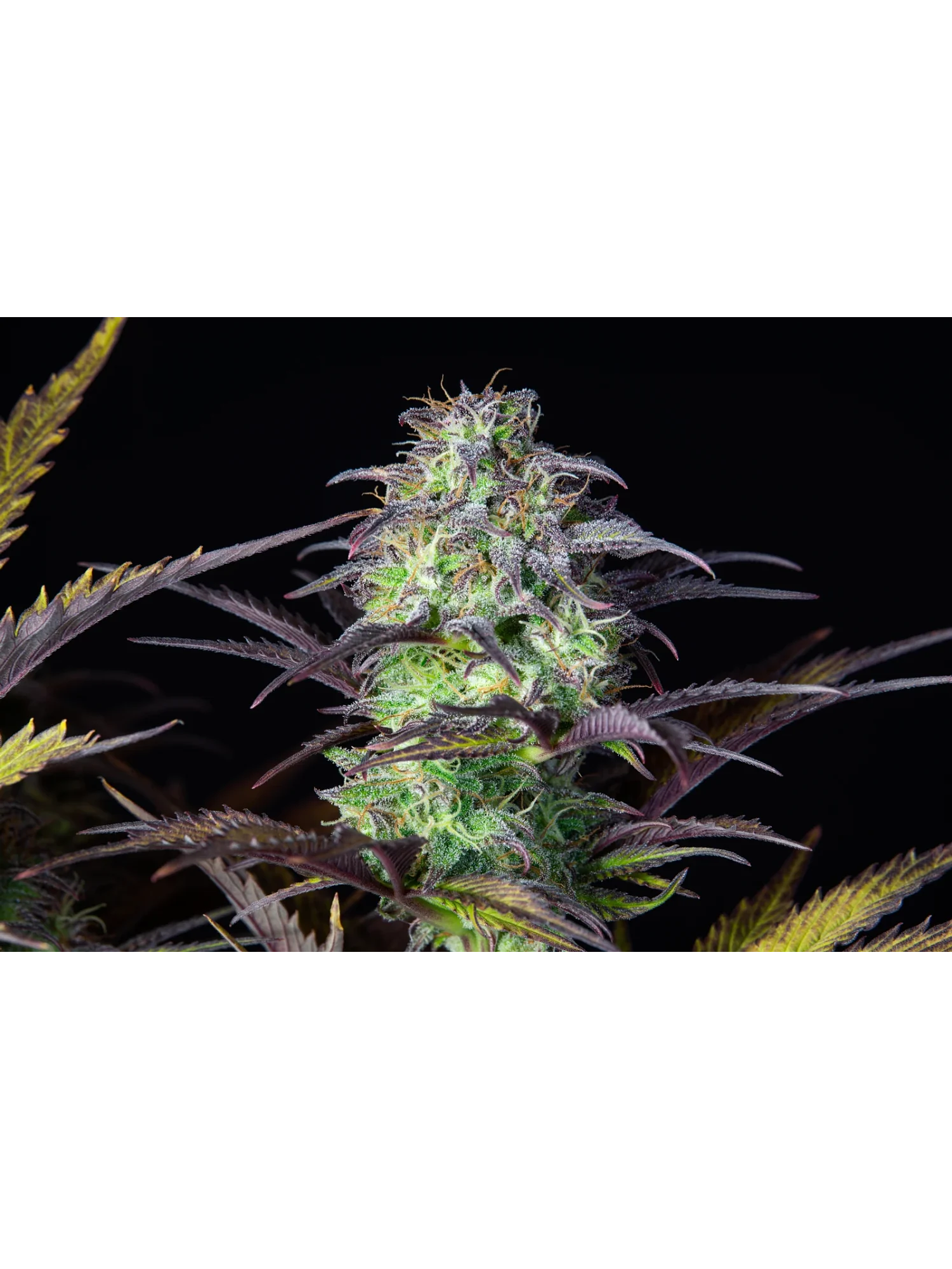 Original Blueberry Auto X1-Fast Buds 1