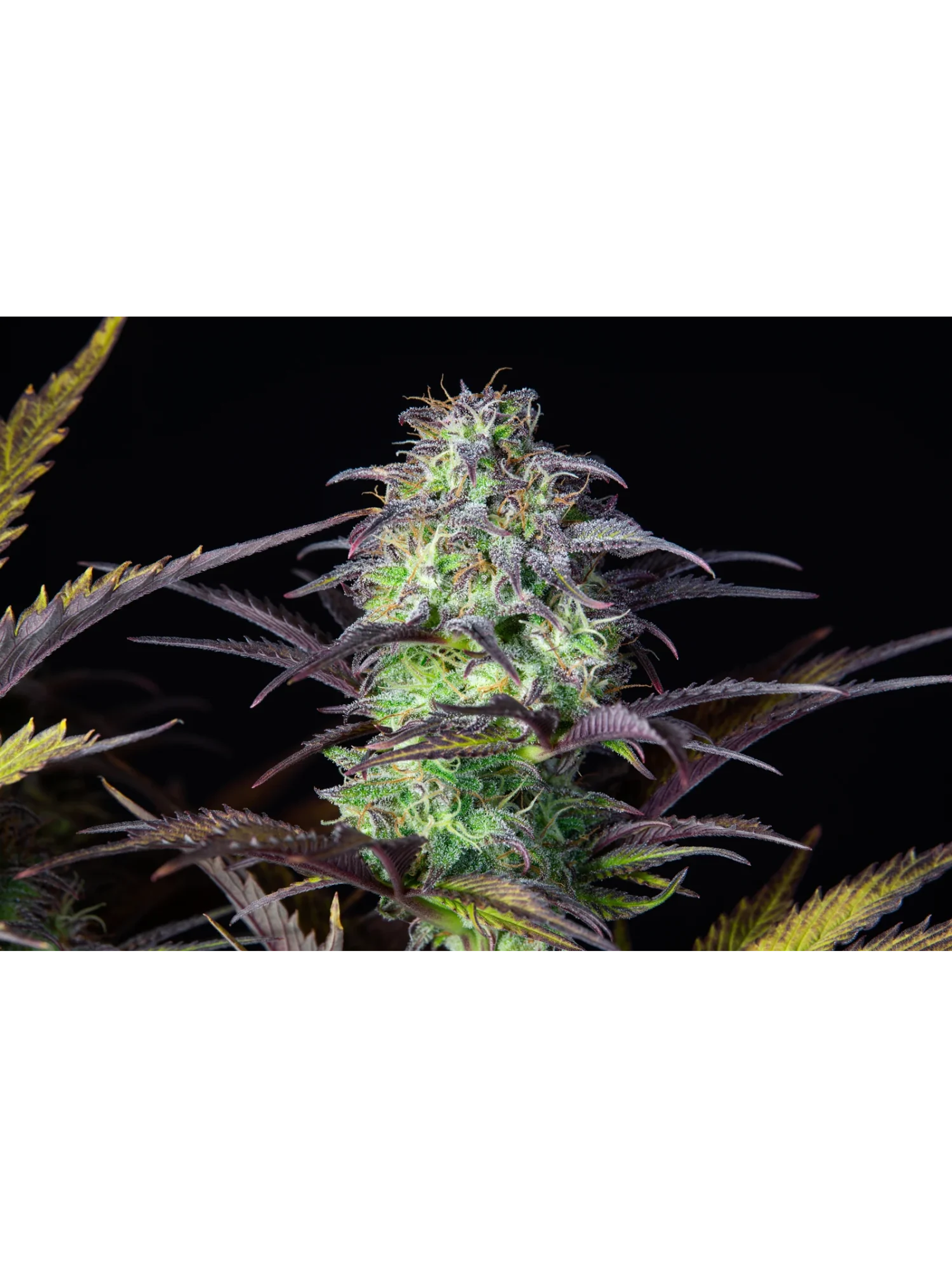 Original Blueberry Auto X1-Fast Buds 1