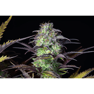 ORIGINAL BLUEBERRY AUTO X1-FAST BUDS