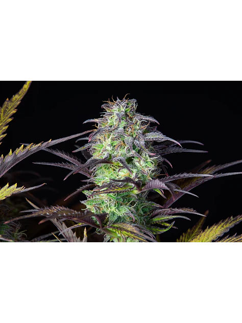 Original Blueberry Auto X1-Fast Buds 1