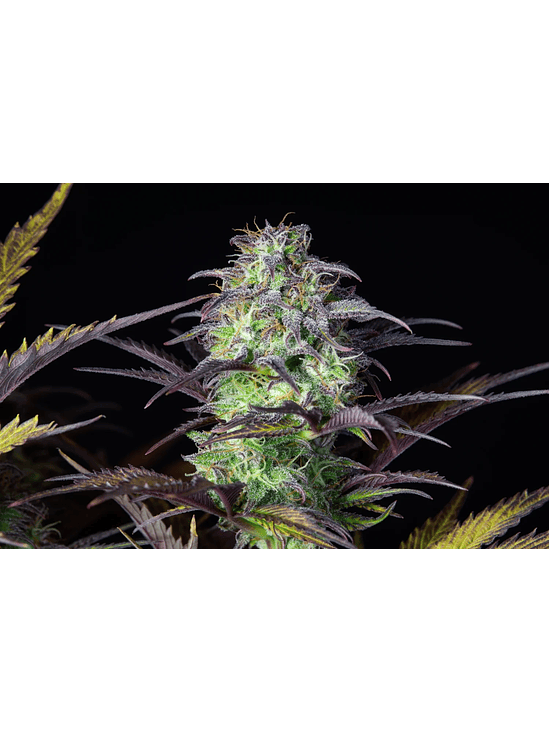 ORIGINAL BLUEBERRY AUTO X1-FAST BUDS 1