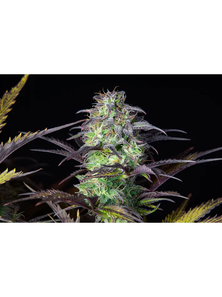 Original Blueberry Auto X1-Fast Buds 1