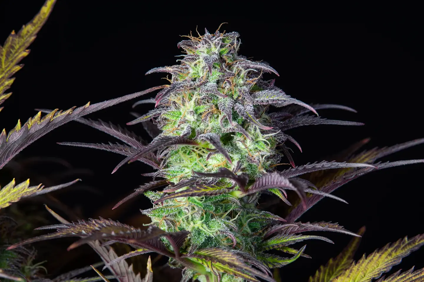 Original Blueberry Auto (X1/X3+2)-Fast Buds 1