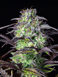 ORIGINAL BLUEBERRY AUTO X1-FAST BUDS - Miniatura 1