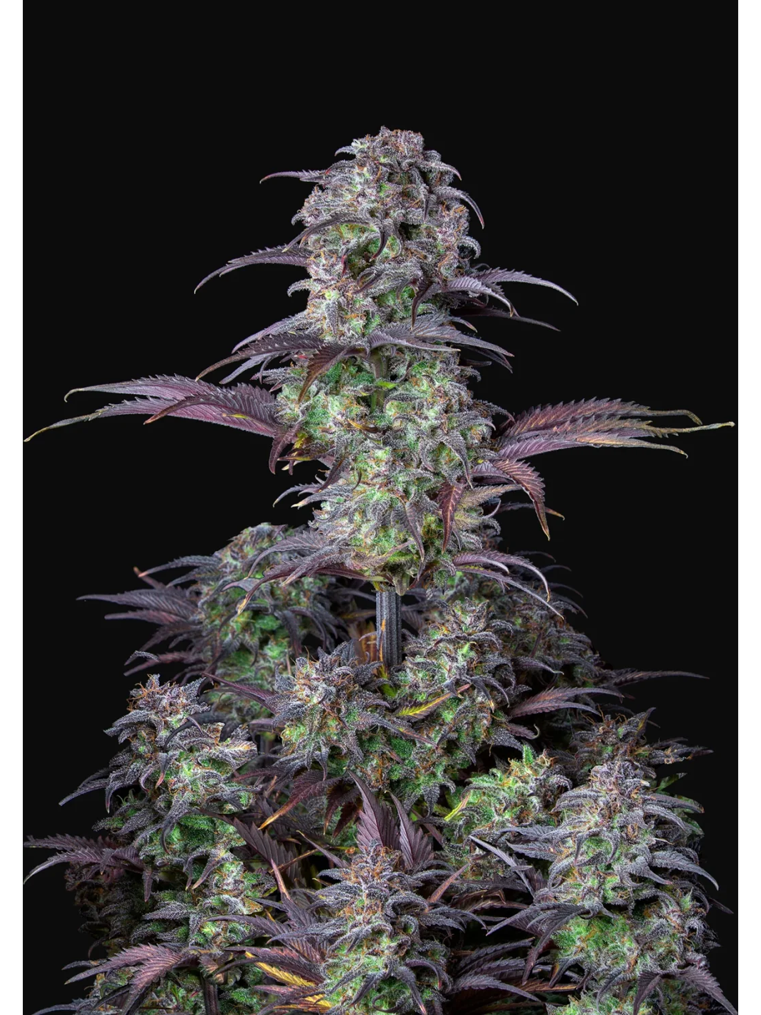 Original Blueberry Auto X1-Fast Buds 2