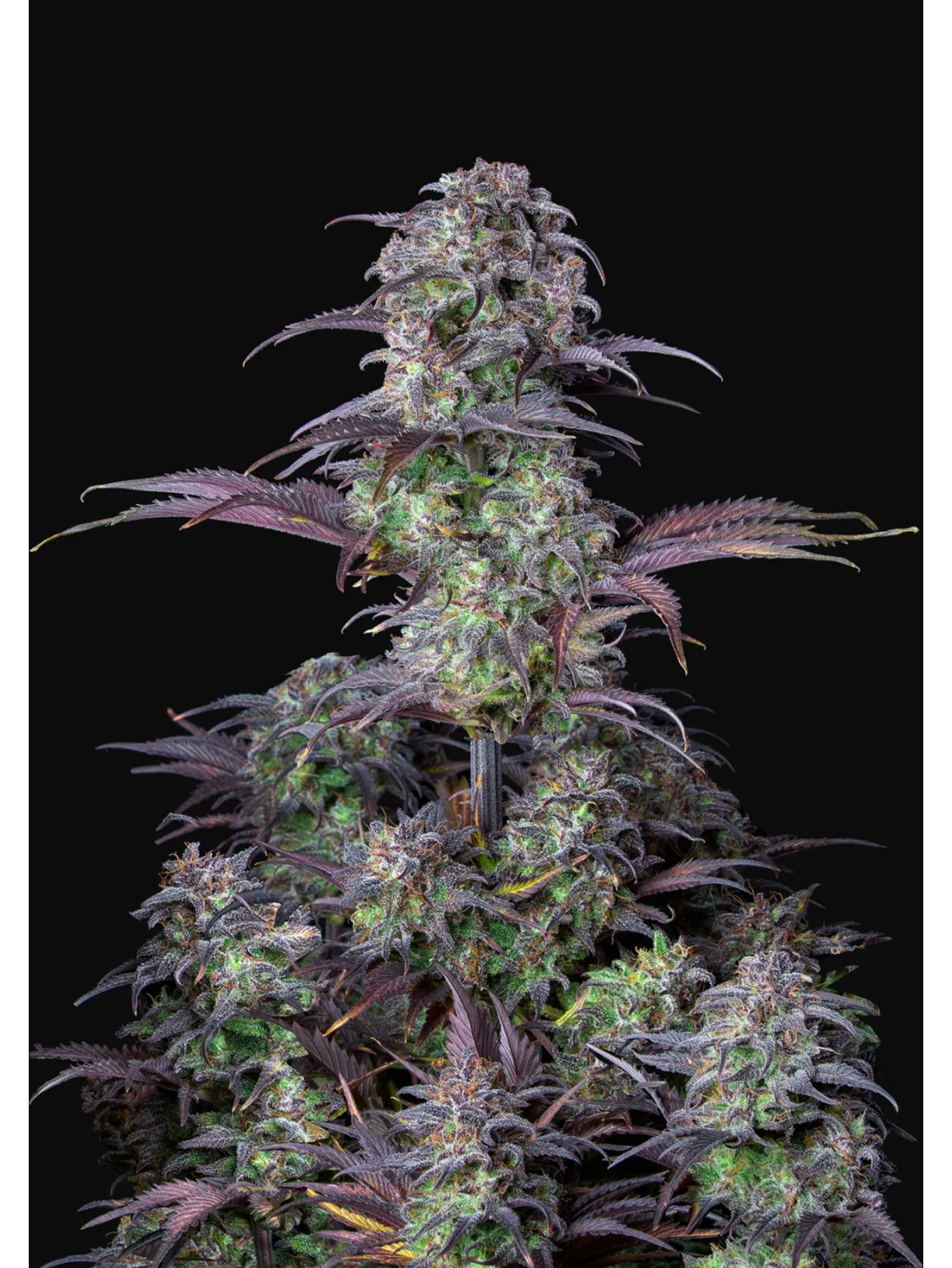 Original Blueberry Auto X1-Fast Buds 2