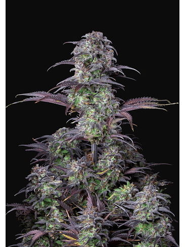 ORIGINAL BLUEBERRY AUTO X1-FAST BUDS 2