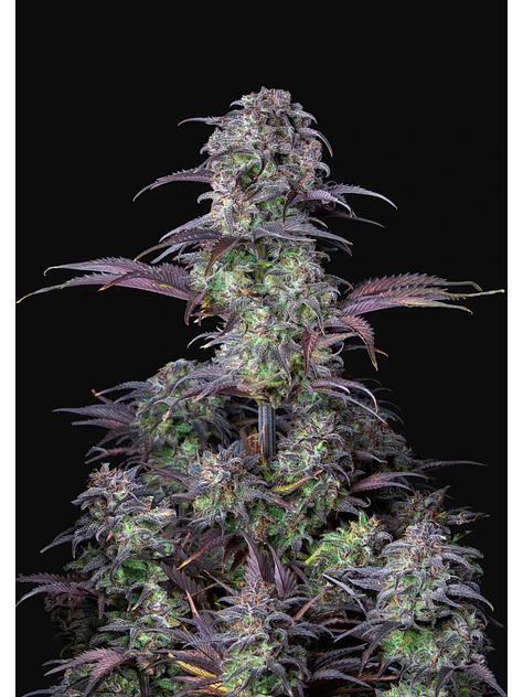 Original Blueberry Auto X1-Fast Buds 2