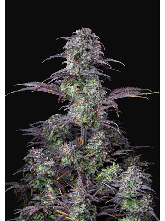 ORIGINAL BLUEBERRY AUTO X1-FAST BUDS 2