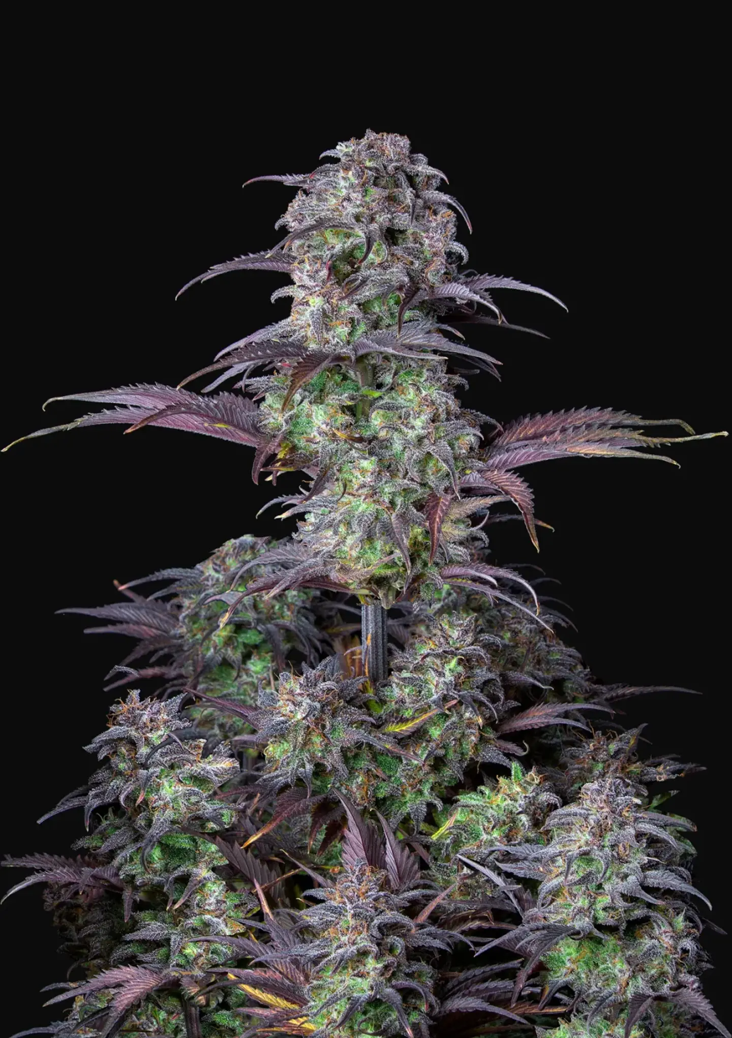 Original Blueberry Auto (X1/X3+2)-Fast Buds 2
