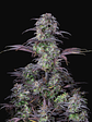 ORIGINAL BLUEBERRY AUTO X1-FAST BUDS - Miniatura 2