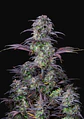 Original Blueberry Auto X1-Fast Buds - Miniatura 2