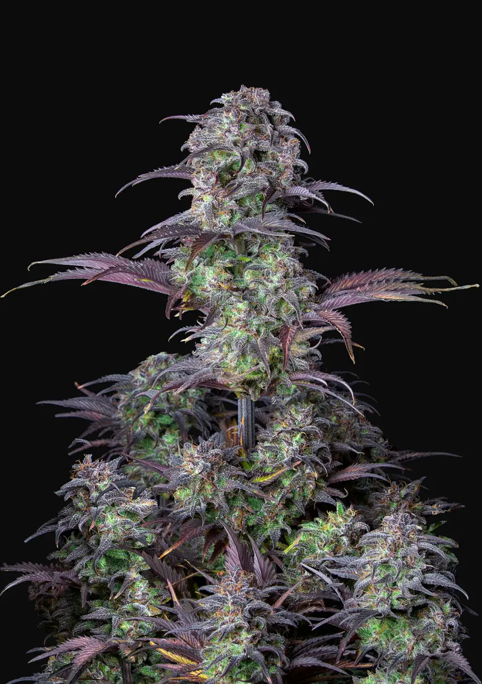 Original Blueberry Auto (X1/X3+2)-Fast Buds 2