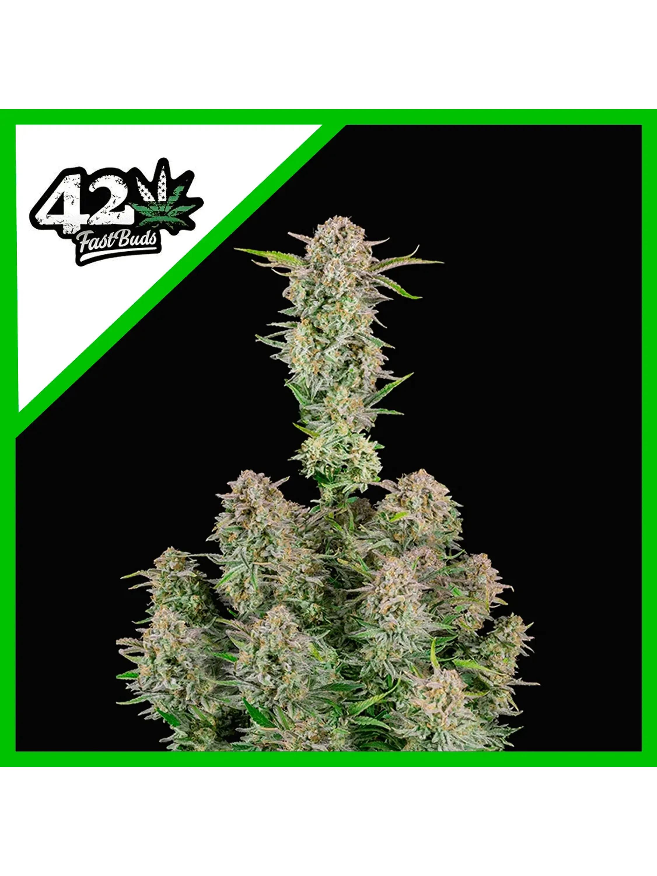 Bruce Banner Auto X1-Fast Buds 1