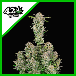 Bruce Banner Auto X1-Fast Buds