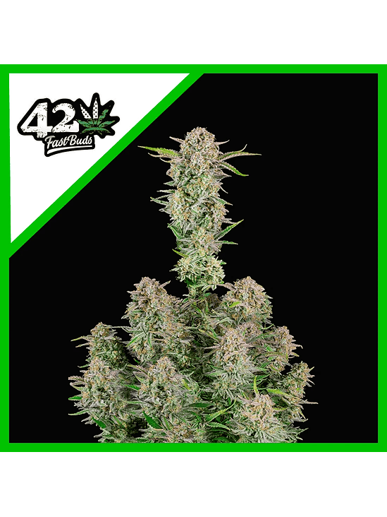 BRUCE BANNER AUTO X1-FAST BUDS 1