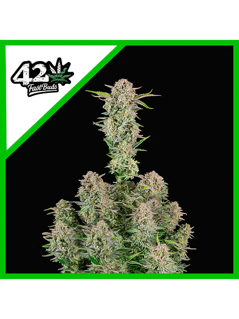 Bruce Banner Auto -Fast Buds (X3/X1) 1