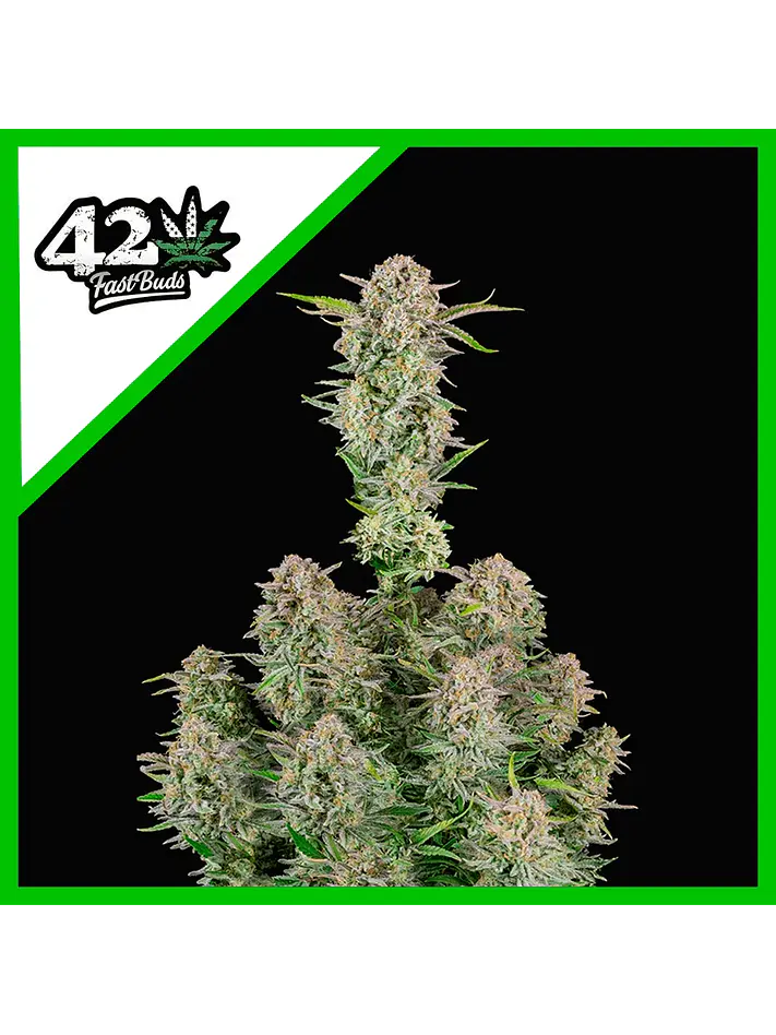 Bruce Banner Auto -Fast Buds (X3/X1) 1